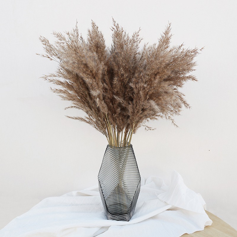Bonsai Garden Decor - 10 Adet Renkli Doğal Sazlık Pampas
