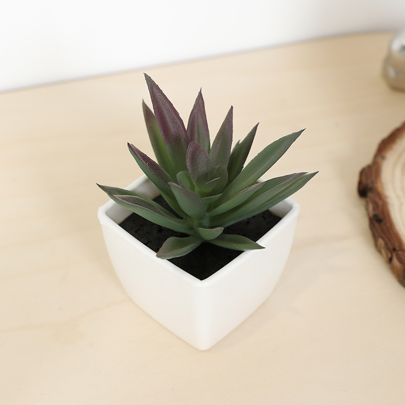 Bonsai Garden Ideas - Mini Yapay Etli Peri Bardağı Küçük