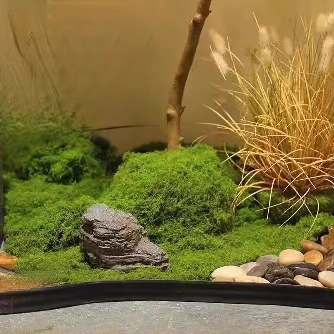 200g Ebedi Yaşam Yosun DIY El  - Bonsai Garden Ideas incelemesi ve fiyatı