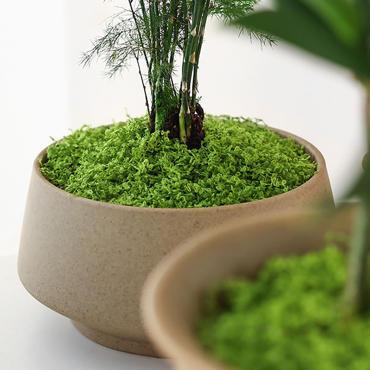Yaklaşık 20g Yapay Yeşil Bitki - Bonsai Garden Decor incelemesi ve fiyatı