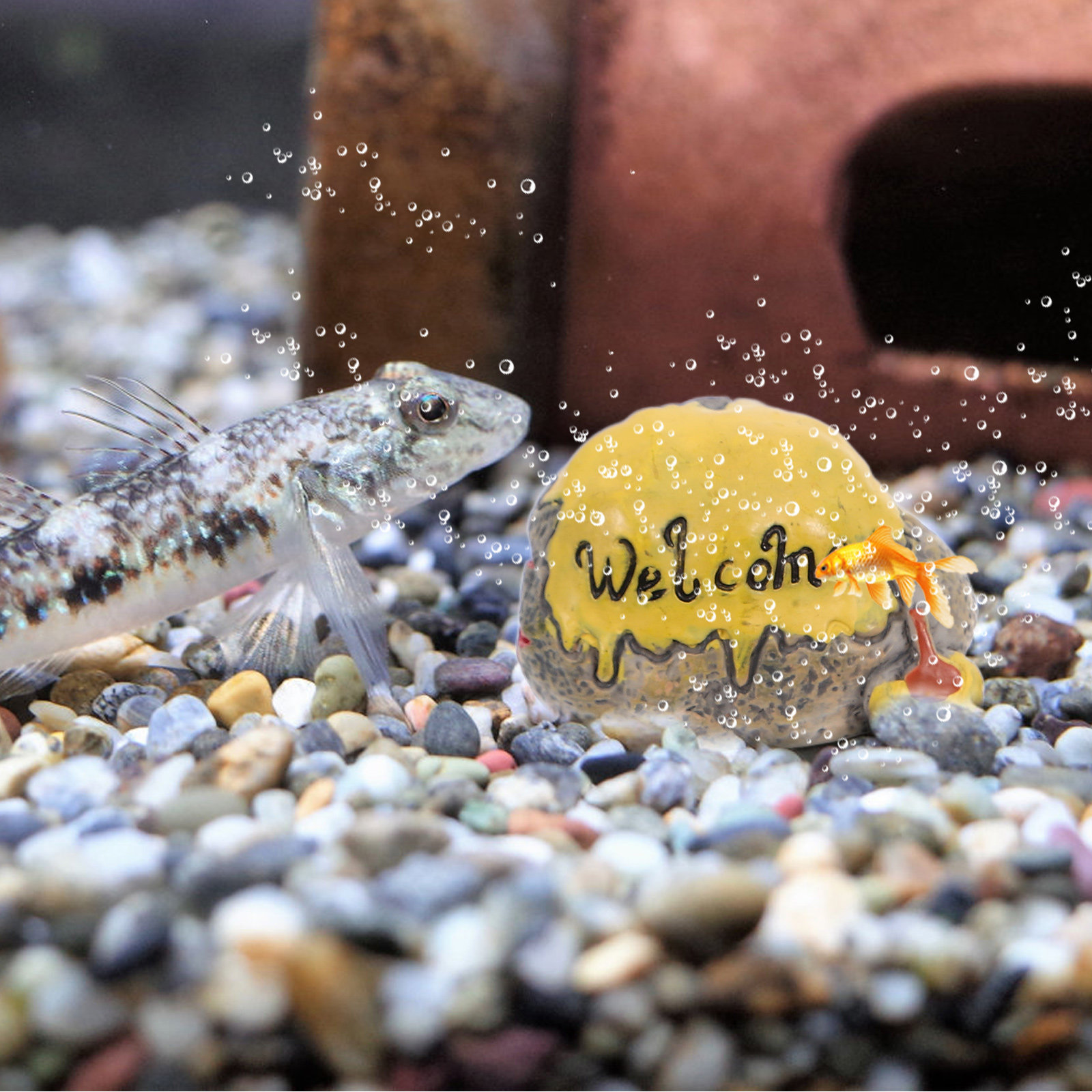 4 Adet Mini Yosunlu Taş Mikro  - Bonsai Garden Photos incelemesi ve fiyatı