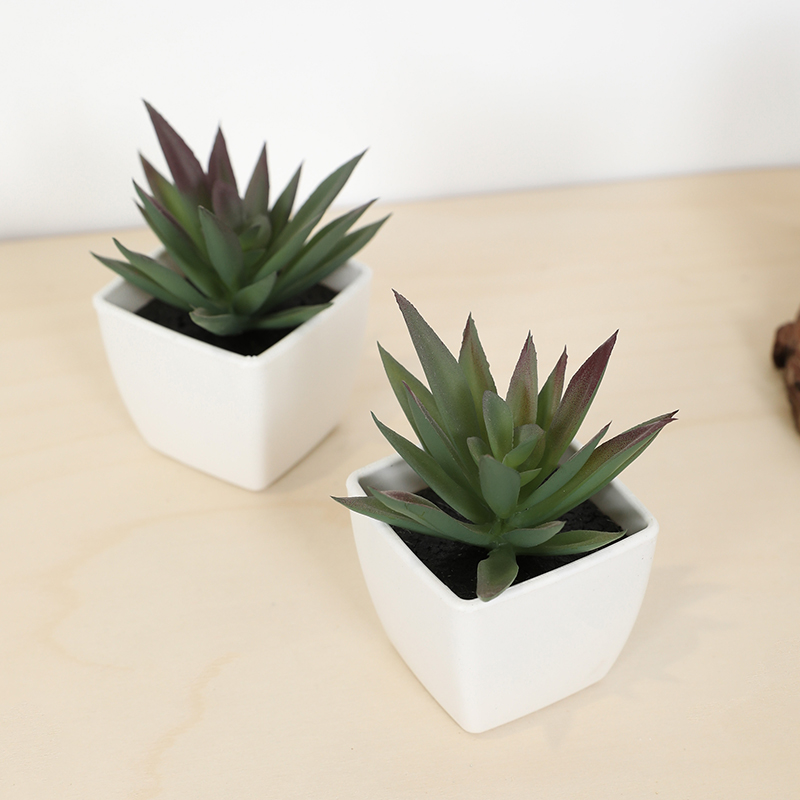 Mini Yapay Etli Peri Bardağı K - Bonsai Garden Ideas incelemesi ve fiyatı